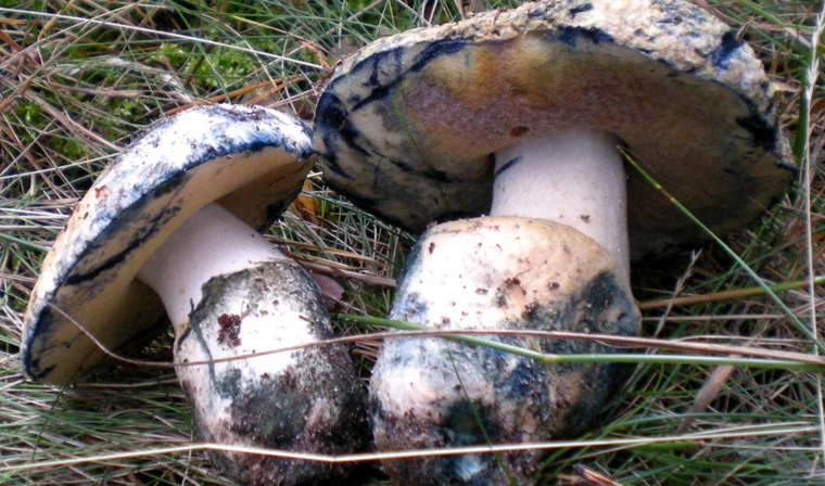 Гиропорус синеющий