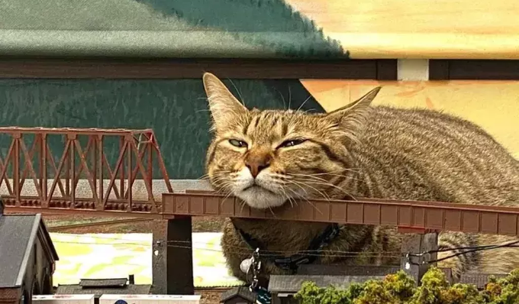 Коты и карма: в Японии бездомные кошки спасли ресторан от закрытия в пандемию