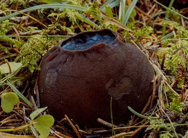 Саркосома шаровидная