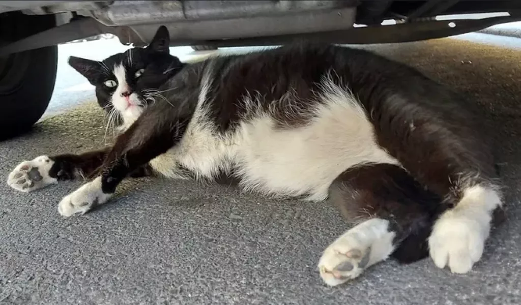 Кота с лишним весом Гугл-карты отметили в качестве достопримечательности Польши: толстому Гацеку ставят самые высокие оценки и пишут восторженные отзывы в приложении