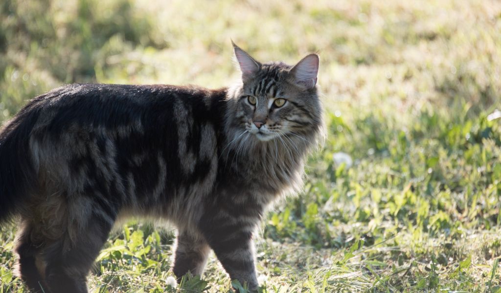 В Петербурге пройдет «кошачий» забег