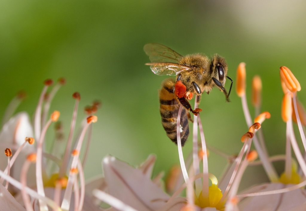 Жителей Московской области предупредили о встрече с пьяными пчелами