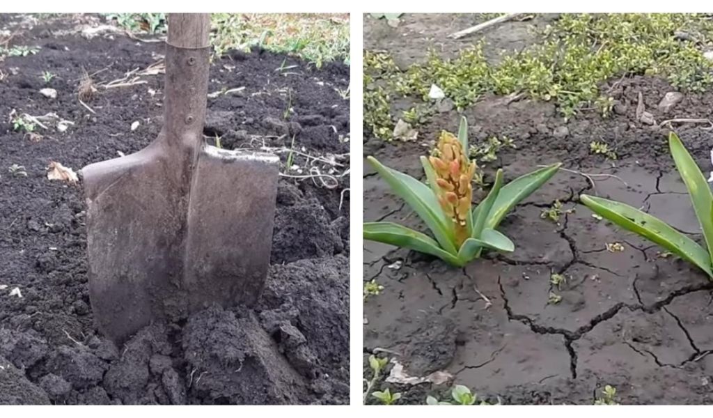 Эксперты дали совет, как избавиться от похожей на бетон почвы в огороде