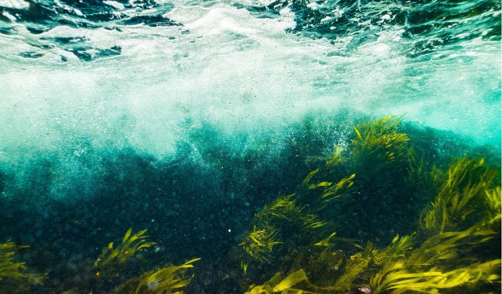 Объяснено позеленение воды у берегов Анапы
