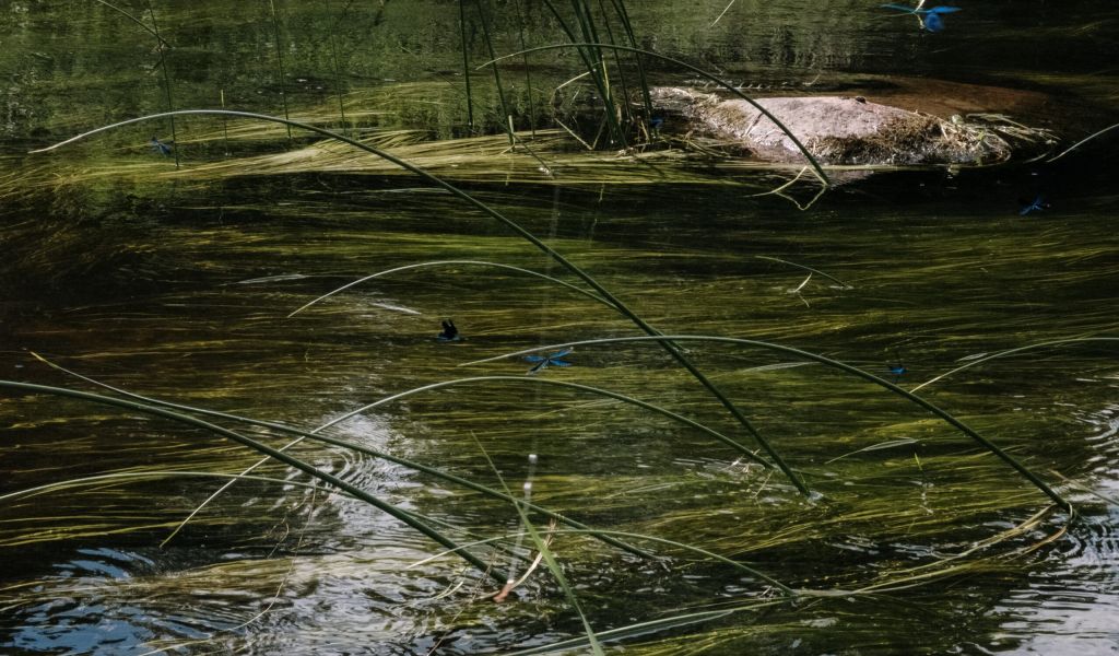 На фоне жары в водоемах Петербурга размножились сине-зеленые водоросли