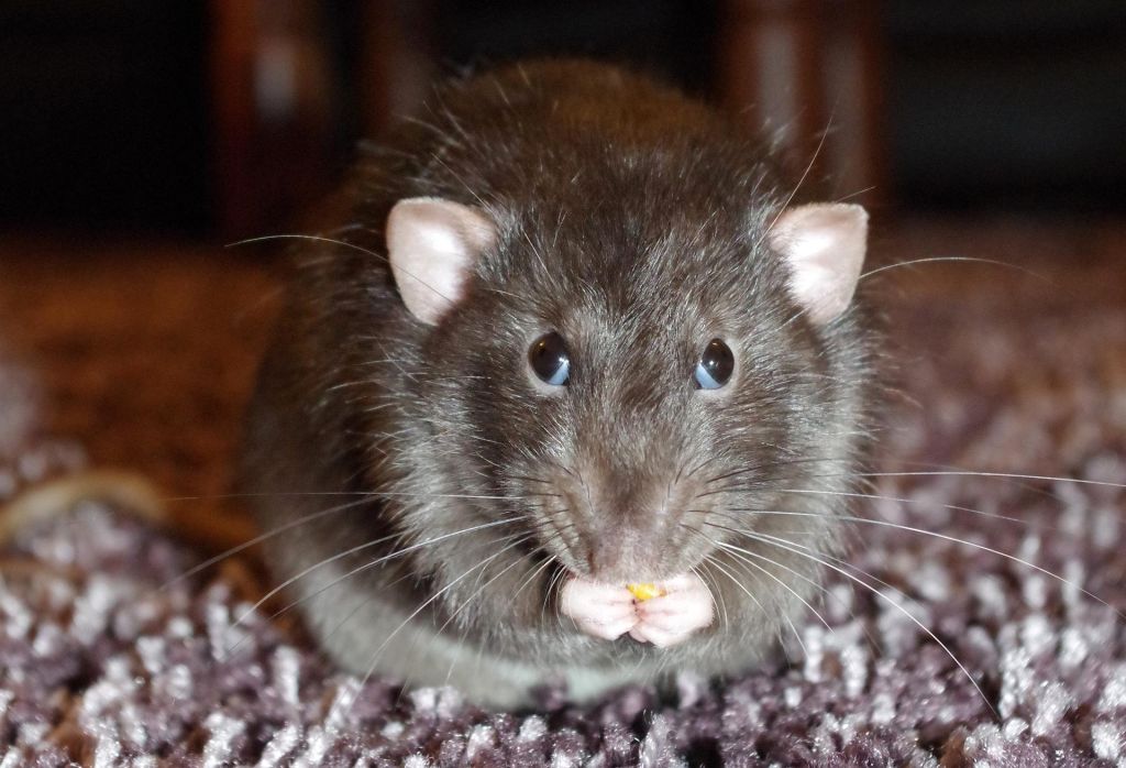 Реформа Смольного привела к возвращению «блокадных» крыс в Петербург