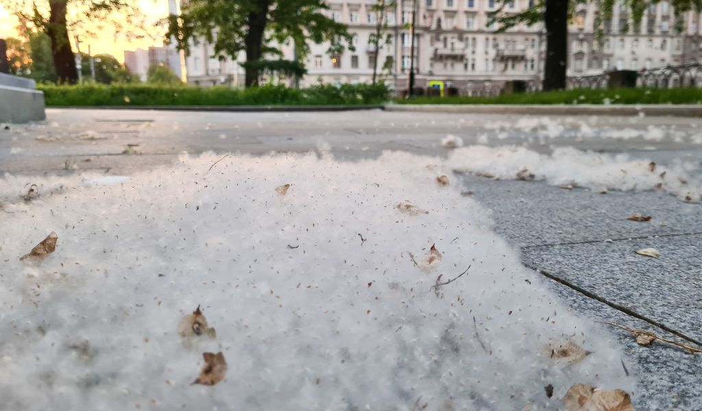 В Петербурге начались массовые пожары из-за тополиного пуха