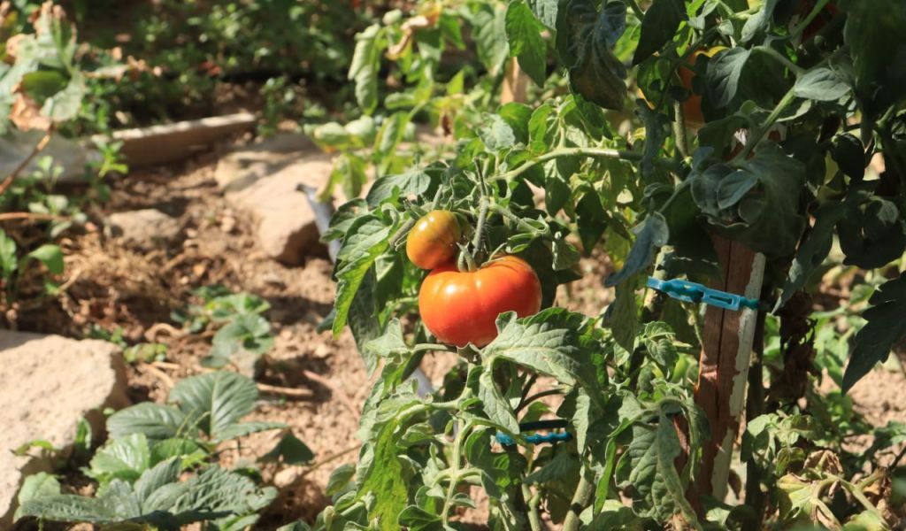 Правильно выбираем сорт – и получаем вкусные томаты раньше всех соседей: первые плоды будут в июне