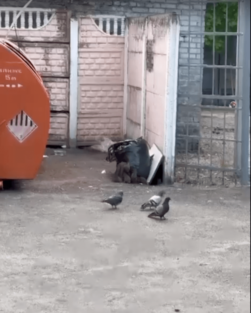 «Бегловские» крысы терроризируют жителей улицы Коли Томчака на юге Петербурга