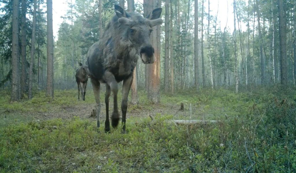 В Ленобласти заметили лосей, отращивающих рога