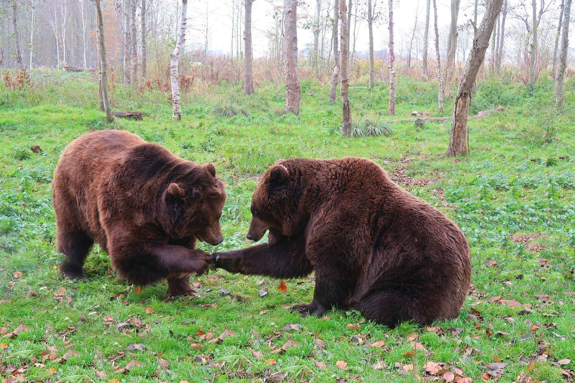 5 Медведей Фото