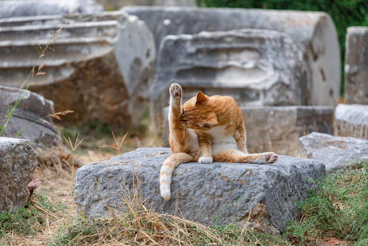 кошки лижут жопу себе фото 63