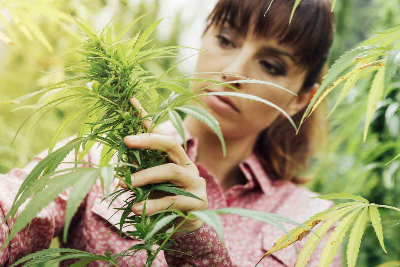 Влияет марихуана на беременность когда сажают семена конопли
