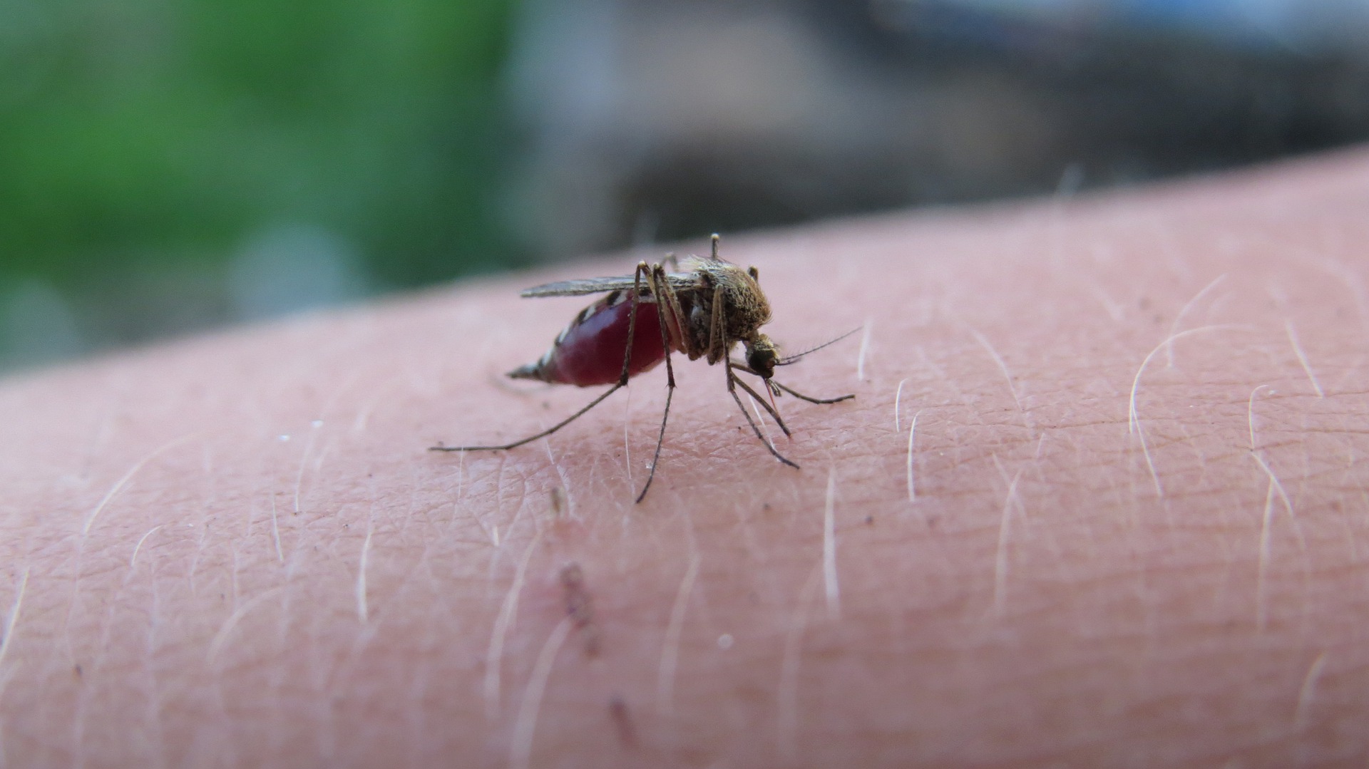 Укус малярии. Гнус мошка. Кровососущие насекомые комары. Укус малярии малярийный комар.