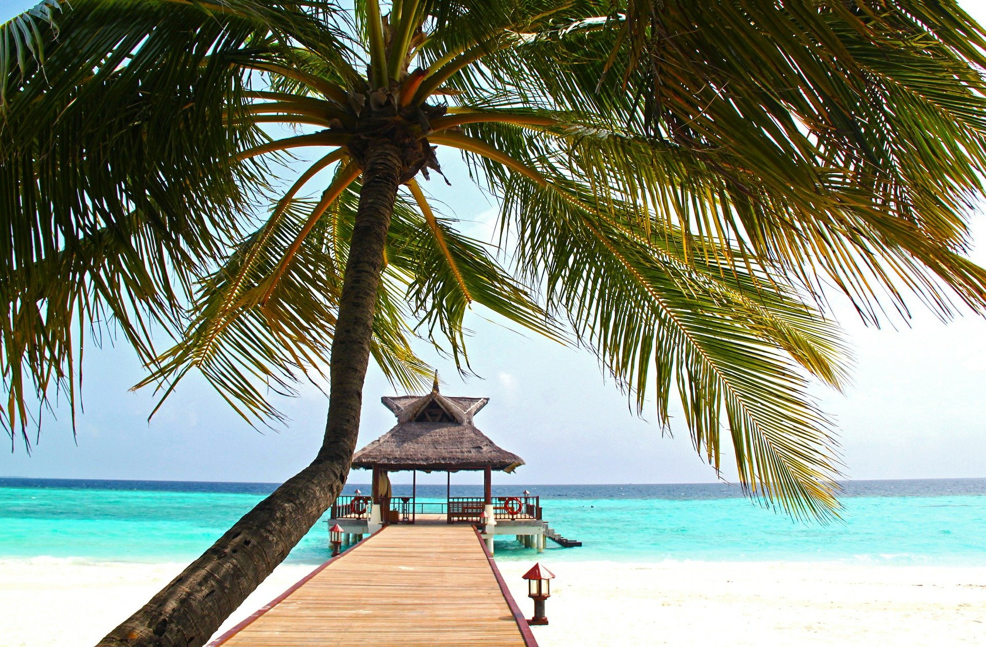 Кокосовые пальмы на Мальдивах