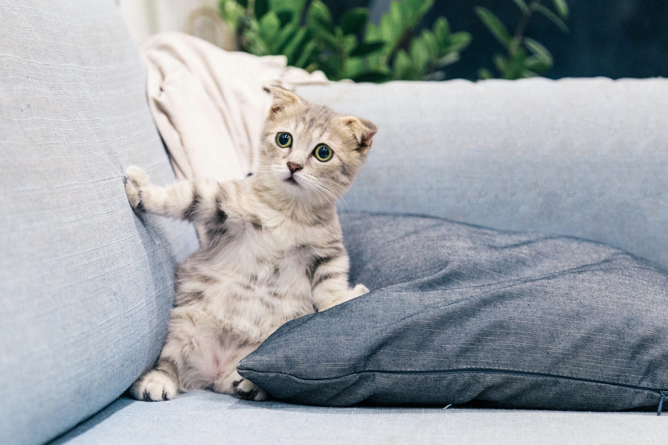 Котенок на диване