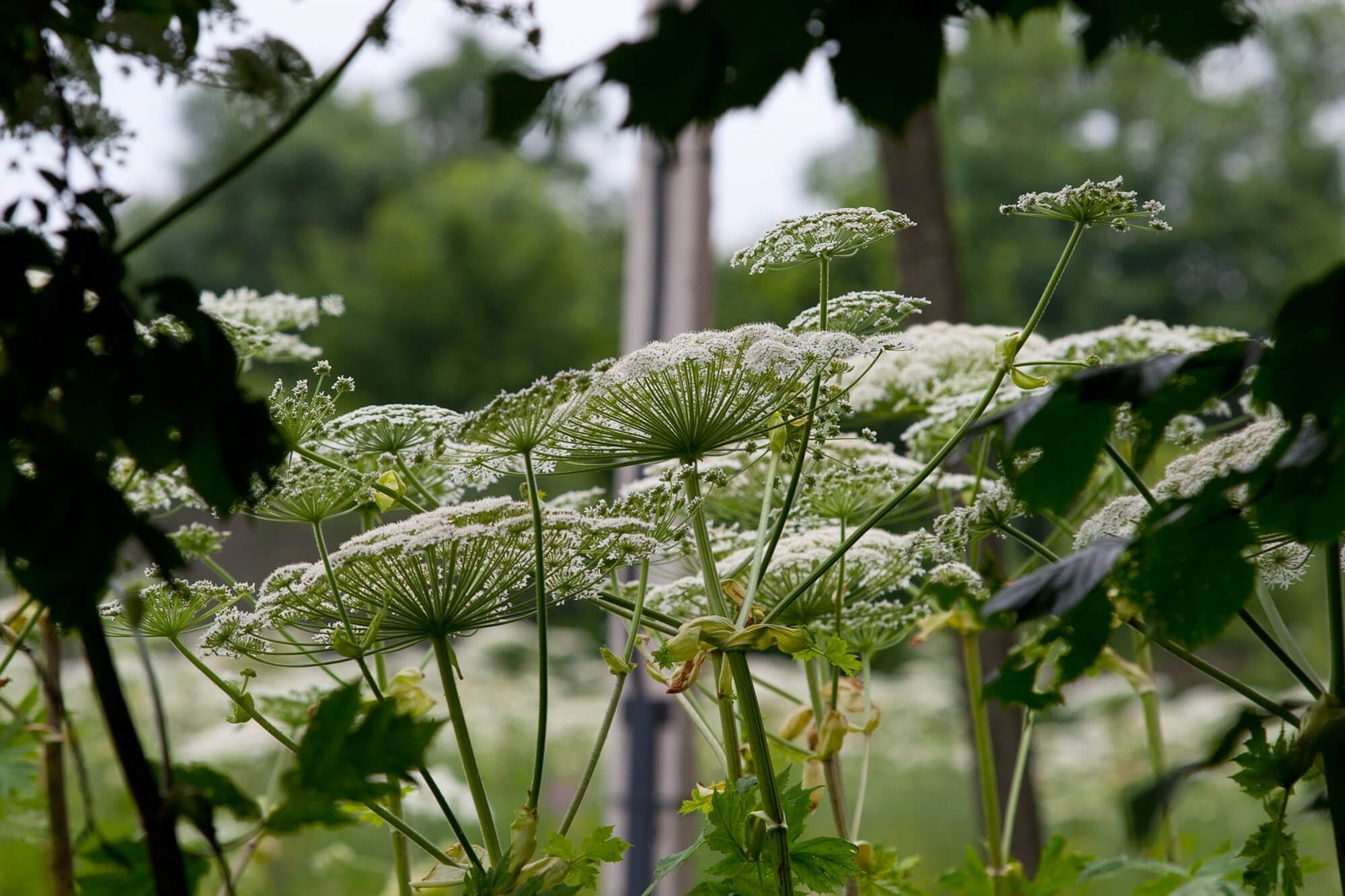 Борщевика Сосновского (Heracleum sosnowskyi)